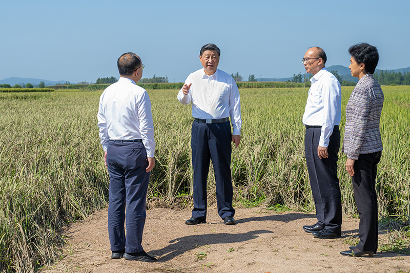 9月6日至8日，中共中央總書(shū)記、國(guó)家主席、中央軍委主席習(xí)近平在黑龍江考察。這是7日上午，習(xí)近平在遭受洪澇災(zāi)害的哈爾濱尚志市老街基鄉(xiāng)龍王廟村，察看水稻受災(zāi)情況。